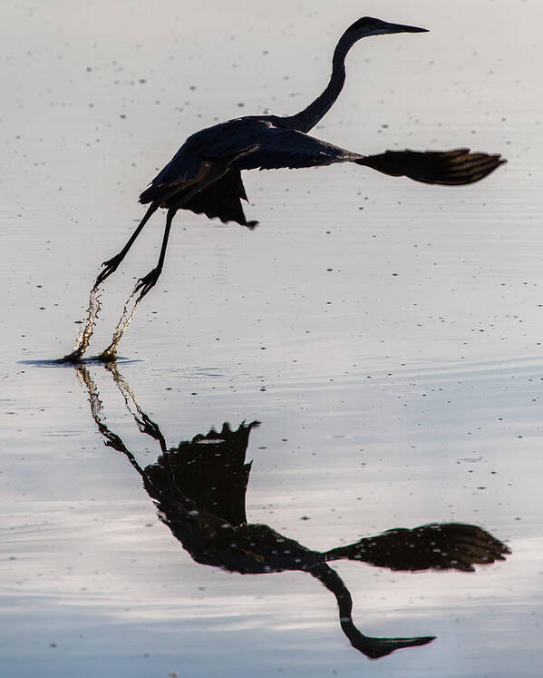 Great Blue Heron Art Print featuring the photograph Great Blue Heron Takeoff by John Daly