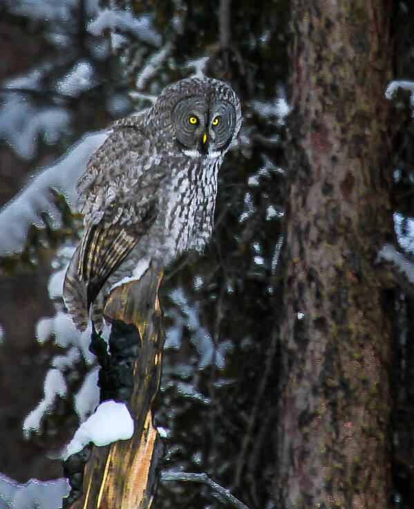  Art Print featuring the photograph Great Grey by Kevin Dietrich