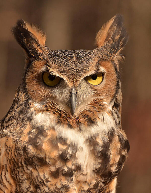 Great Horned Owl Art Print featuring the photograph Great Horned Owl by Nancy Landry