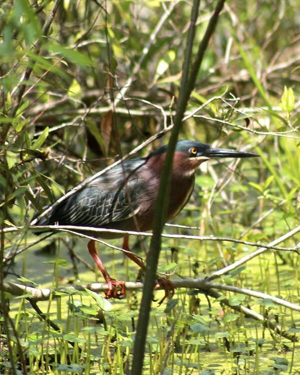 Green Heron Art Print featuring the photograph Green Heron by Jeanne Juhos