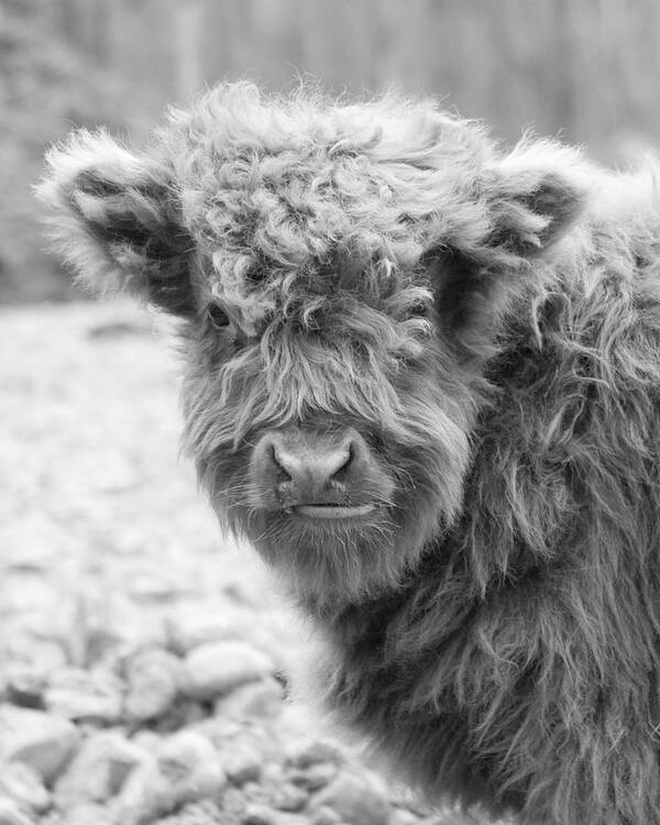 Hairy Cow Art Print featuring the photograph Hairy Cow Baby by Stephanie McDowell