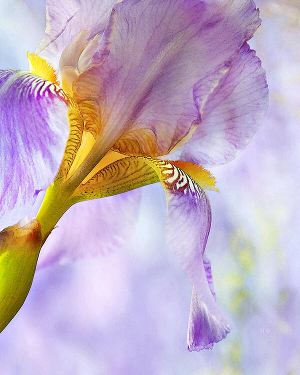 Floral Art Print featuring the photograph Heavenly Iris 2 by Theresa Tahara
