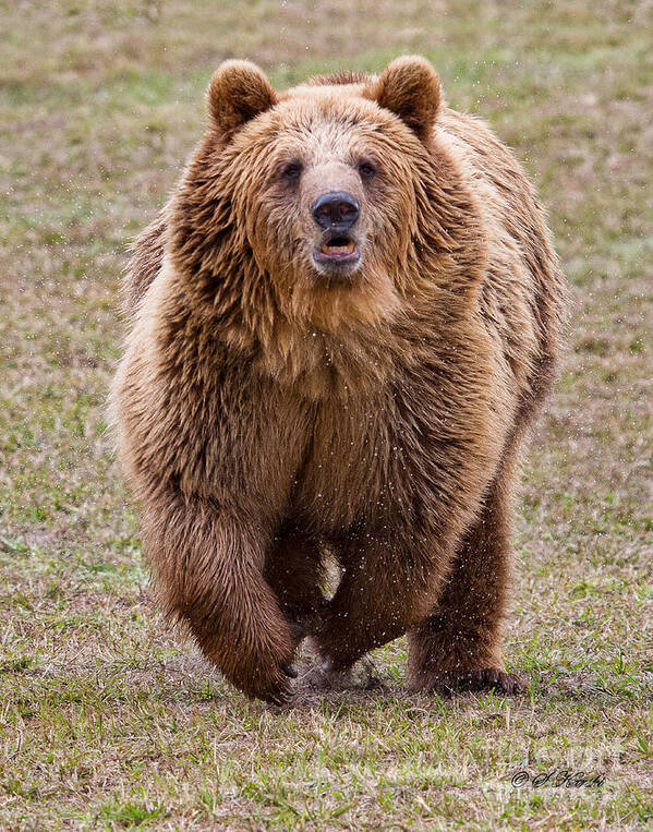 Grizzly Bear Art Print featuring the photograph Here I Come by Sue Karski