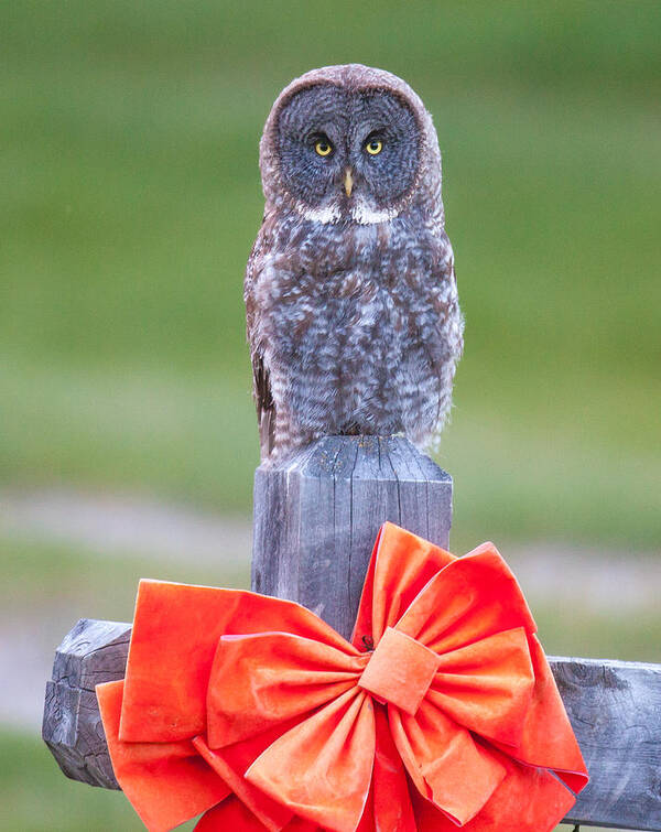 Wildlife Art Print featuring the photograph Holiday Owl by Kevin Dietrich
