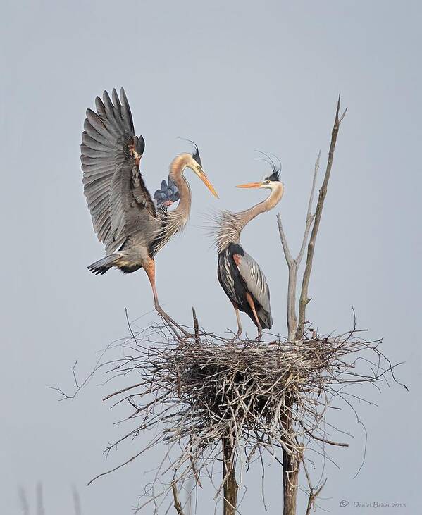 Great Blue Herons Art Print featuring the photograph Honey Im Home by Daniel Behm