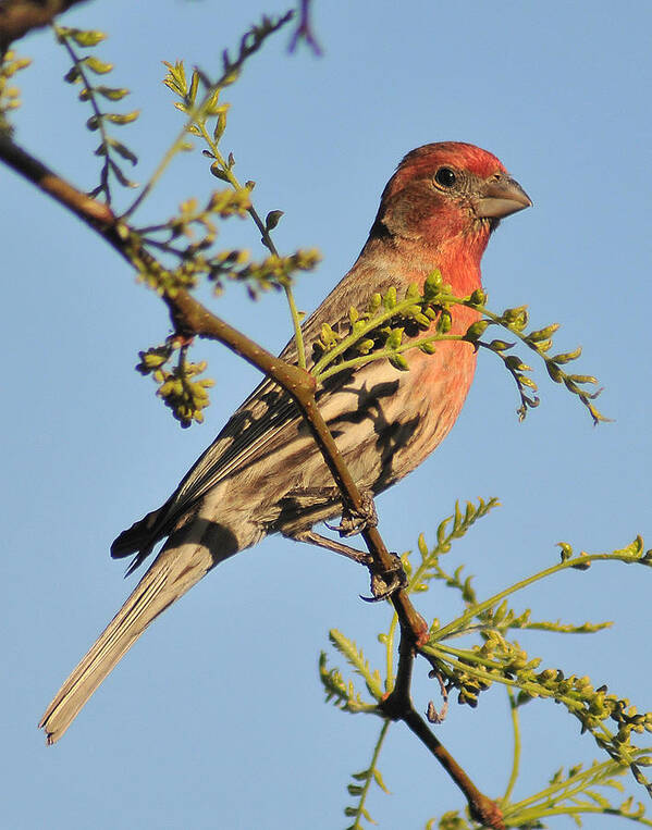 Housefinch Art Print featuring the photograph Housefinch 272 by Gene Tatroe