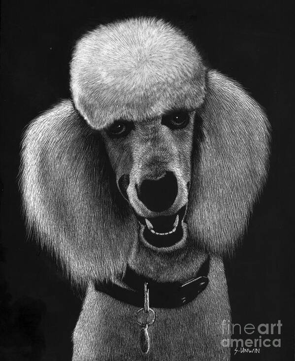 Poodle Art Print featuring the drawing Howard by Sheryl Unwin
