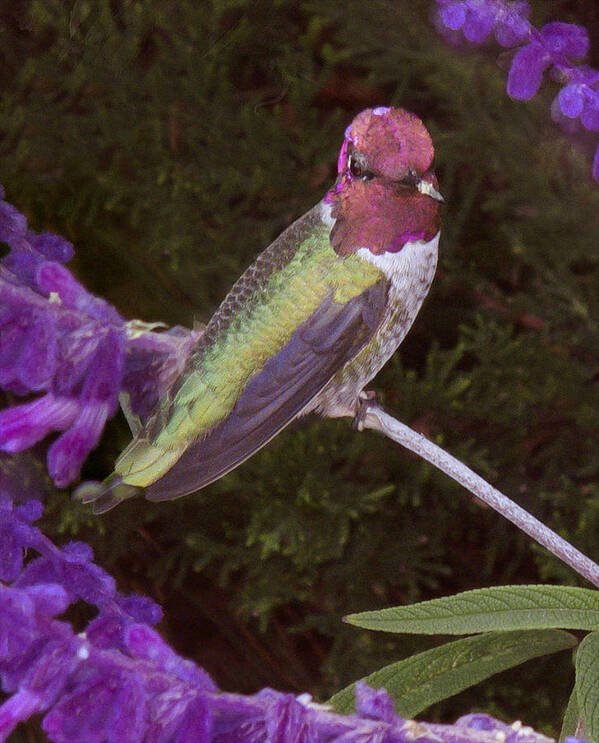 Bird Art Print featuring the photograph Humming Bird by Derek Dean