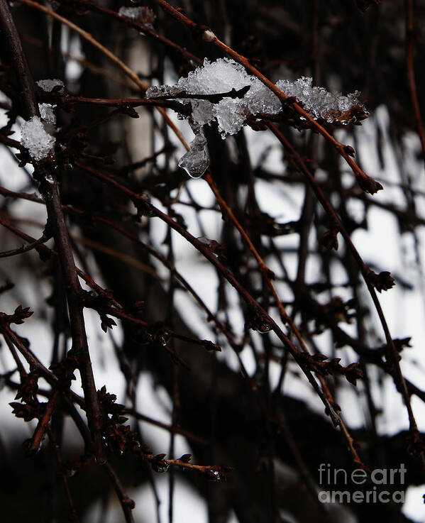 Ice Art Print featuring the photograph Ice 2 by Linda Shafer