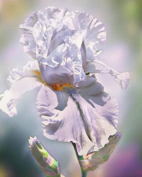 Bearded Iris Art Print featuring the digital art Ice Queen by Mary Almond