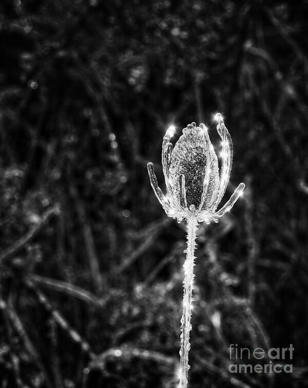 Thistle Art Print featuring the photograph Icy Thistle in monochrome by Les Palenik