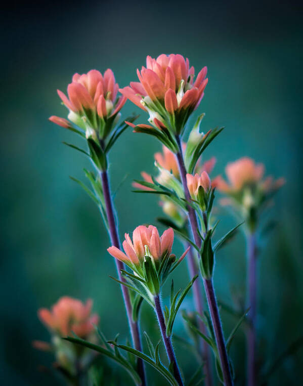Indian Art Print featuring the photograph Indian Paintbrush at Dawn by James Barber