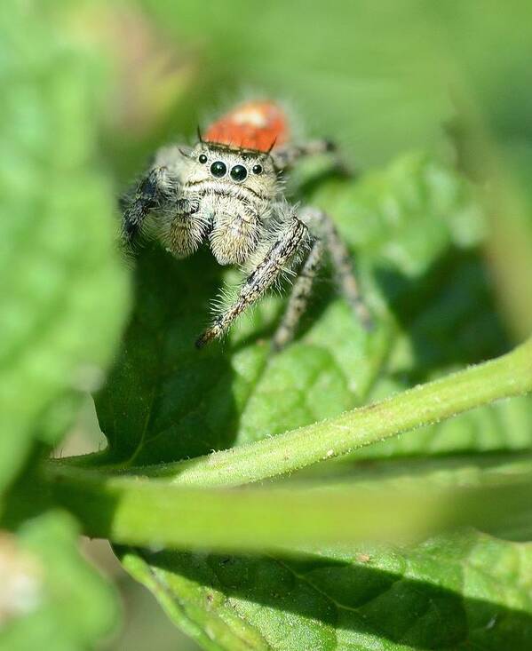 Jumping Spider Art Print featuring the photograph Jumping Jack Is Back by Fraida Gutovich