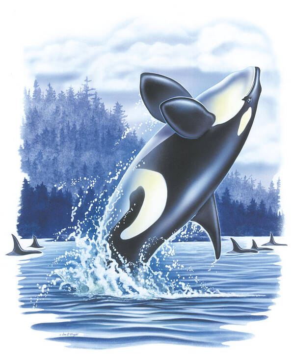 Jon Q Wright Art Print featuring the painting Jumping Orca by JQ Licensing