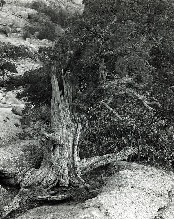 American West Art Print featuring the photograph Juniper Stump by Richard Smith