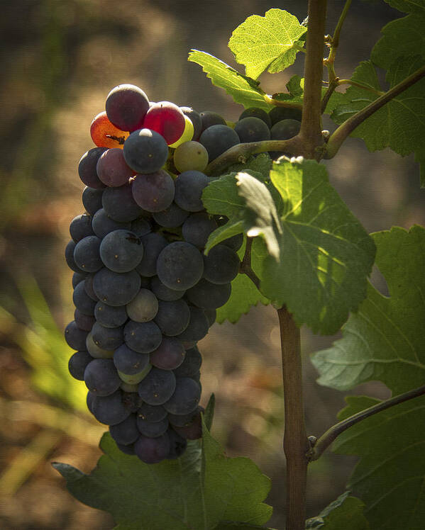 Grape Art Print featuring the photograph Just Waking Up by Jean Noren