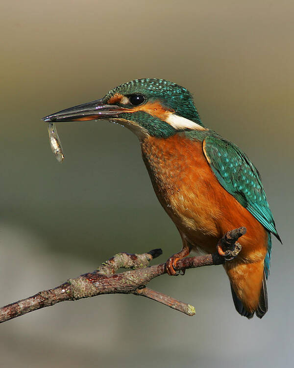 Kingfisher Art Print featuring the photograph Kingfisher2 by Tony Mills