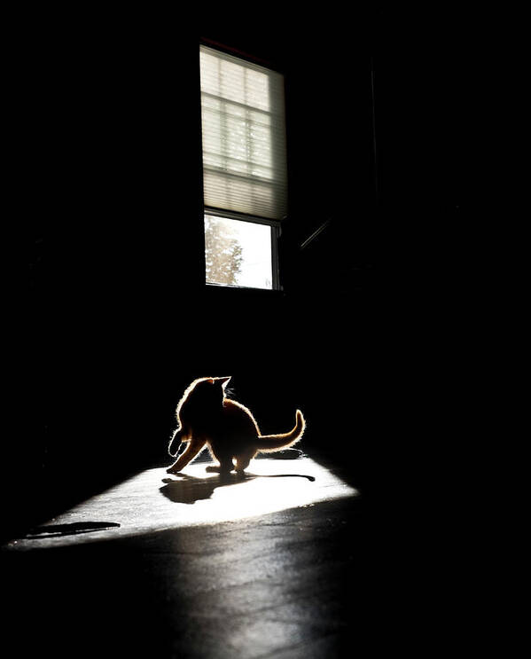 Shadow Art Print featuring the photograph Kitten Playing In A Patch Of Sunlight by Ryersonclark