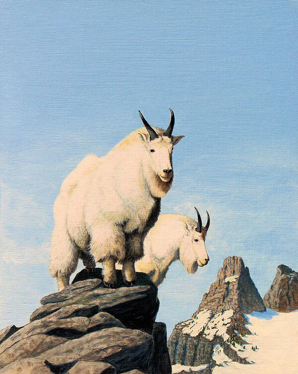 Mountain Goats Art Print featuring the painting Lamoille Goats by Darcy Tate