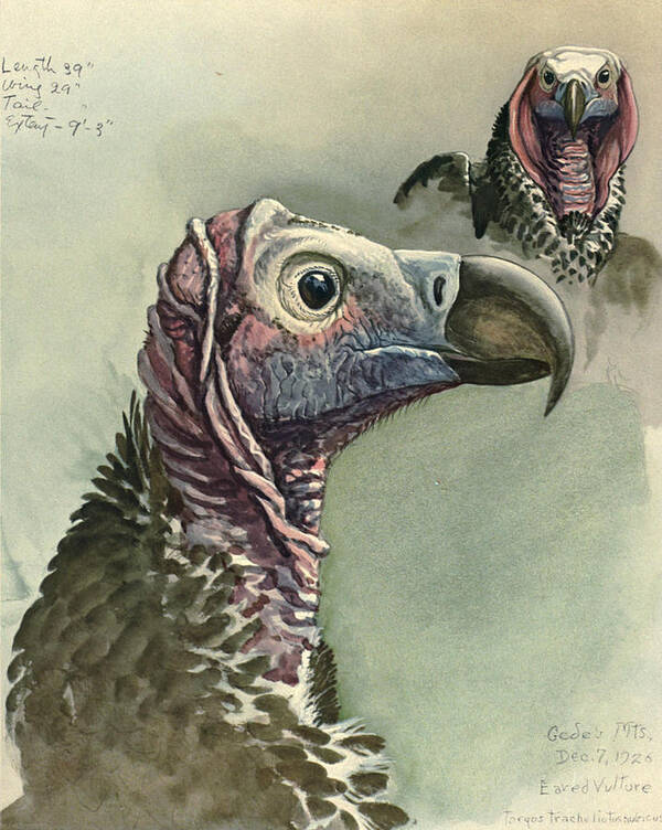 Lappet Faced Vulture Art Print featuring the painting Lappet Faced Vulture by Dreyer Wildlife Print Collections 