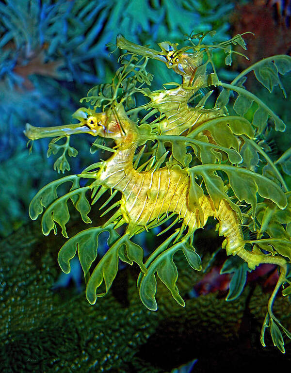 Seadragons Art Print featuring the photograph Leafy Sea Dragons by Donna Proctor