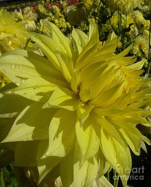 Flowers Art Print featuring the photograph Lemon Yellow Dahlia by Susan Garren