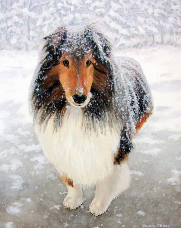 Sheltie Art Print featuring the painting Leo in the Snow by Sandra Chase