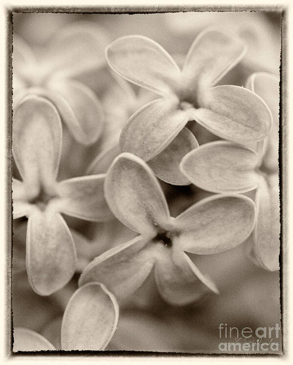 Iris Holzer Richardson Art Print featuring the photograph Lilac Macro Sepia Tone by Iris Richardson