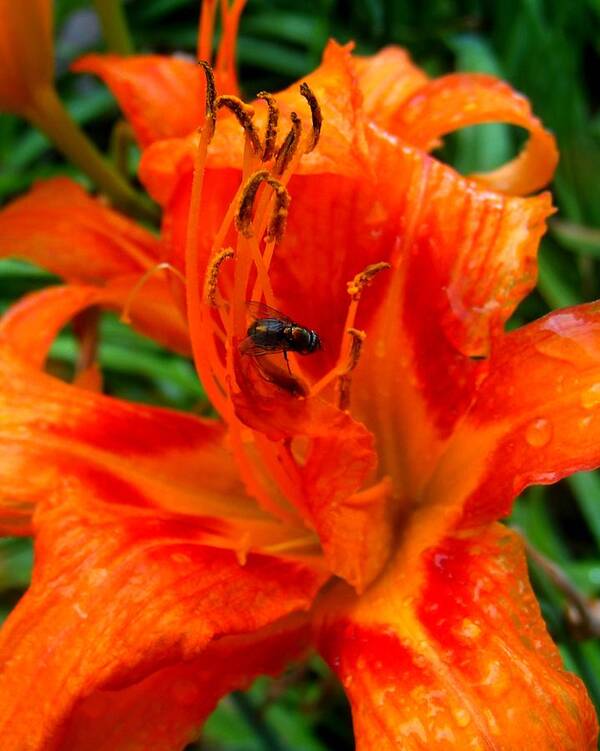 Lily Art Print featuring the photograph Lily with a friend by Mark Malitz