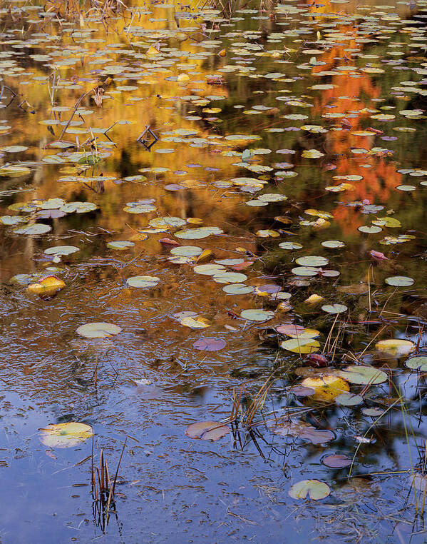 Maine Art Print featuring the photograph Lilypads and Reflection by Tom Daniel