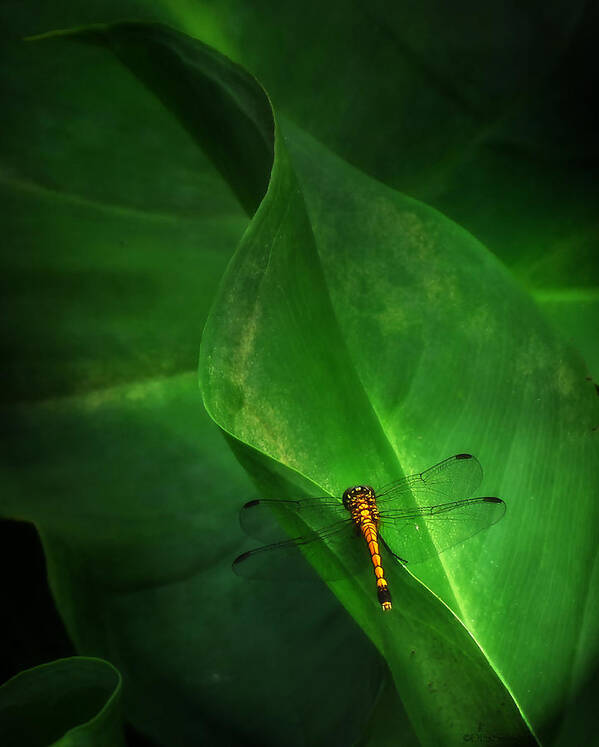 Nature Art Print featuring the photograph Little Dragon in Dappled Shade by Deborah Smith
