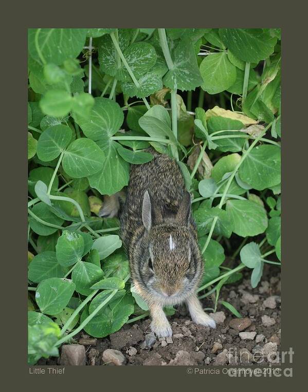 Wildlife Art Print featuring the photograph Little Thief by Patricia Overmoyer