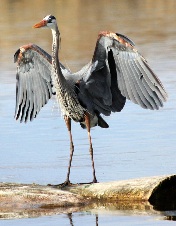 Great Blue Heron Art Print featuring the photograph Log Hog by Shane Bechler