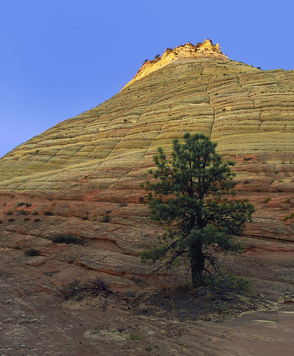 Pine Art Print featuring the photograph Lonely At The Bottom by Paul Breitkreuz