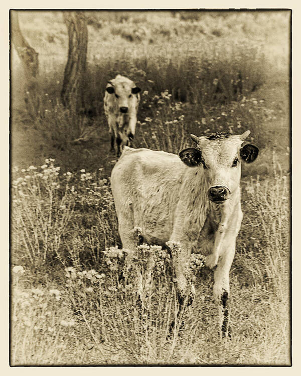 Longhorn Calf Art Print featuring the photograph Longhorn Calves Sepia by Priscilla Burgers