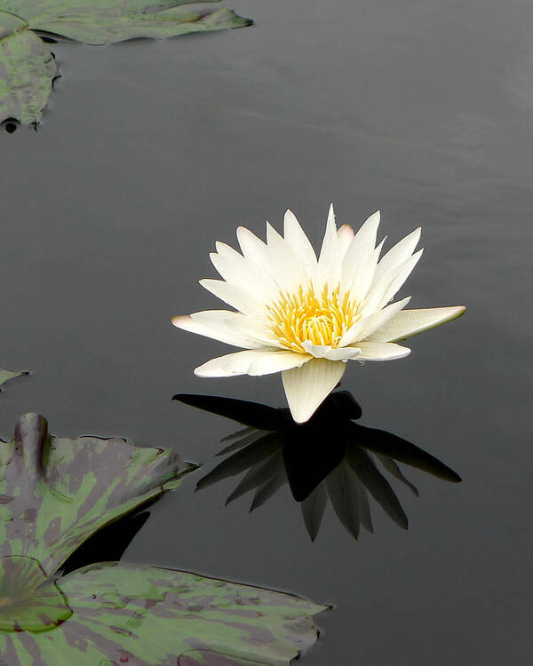 Richard Reeve.reevephotos Art Print featuring the photograph Longwood - Water Lily I by Richard Reeve