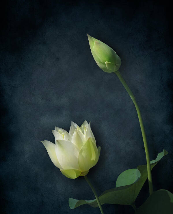 Nature Art Print featuring the photograph Lotus Bud and Bloom by Deborah Smith