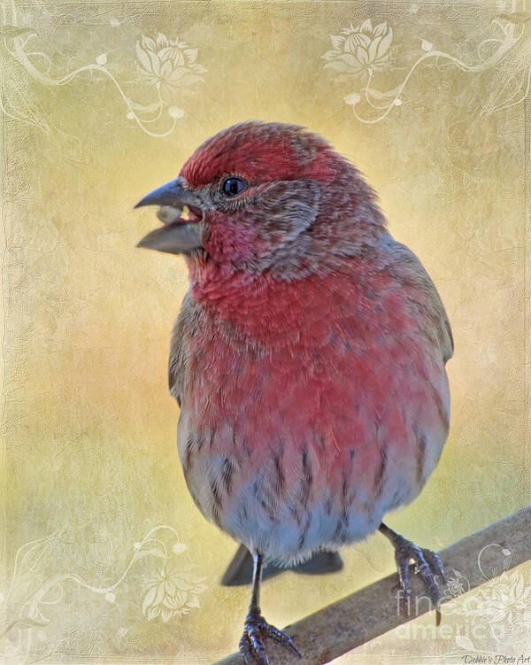 Nature Art Print featuring the photograph Male housefinch with corner decorations by Debbie Portwood