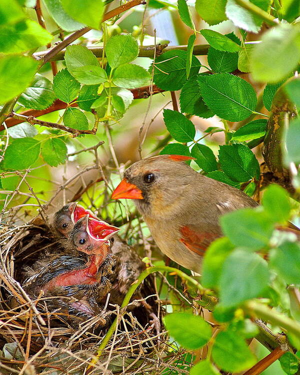 Cardinal Art Print featuring the photograph Mama Bird by Frozen in Time Fine Art Photography