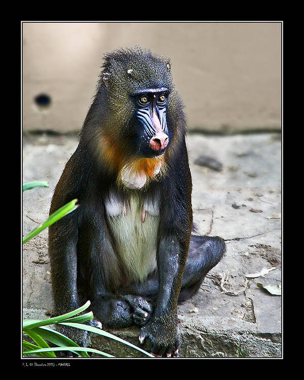 Animal Art Print featuring the photograph Mandril by Pedro L Gili