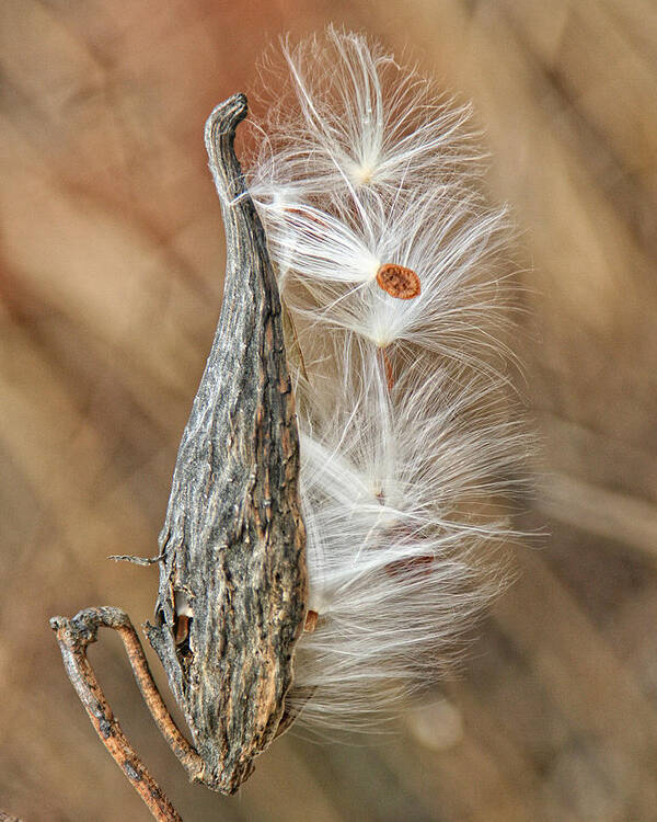 Nature Art Print featuring the photograph Milkweed Pod and Seeds by William Selander