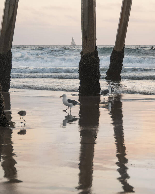 Seagulls Art Print featuring the photograph Milling About by Kevin Bergen