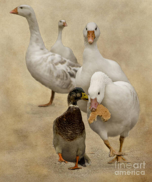 Waterfowl Art Print featuring the photograph Mine 3 by Linsey Williams