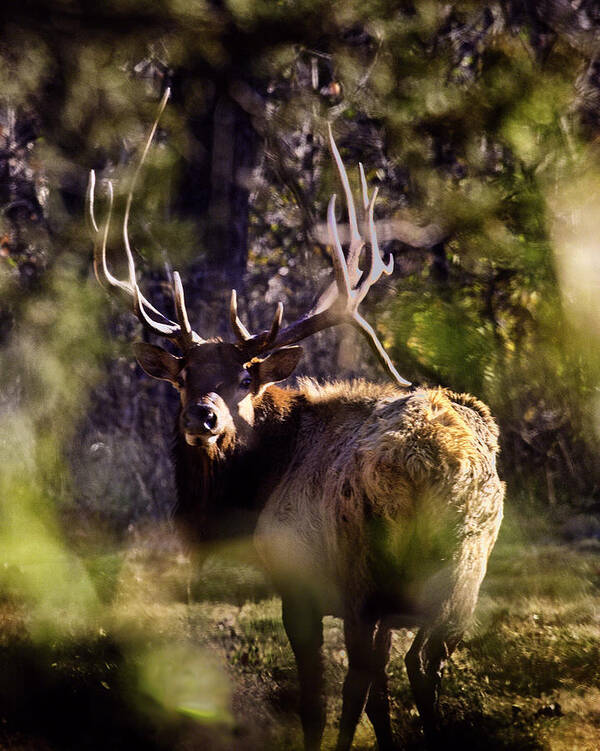 Royal Bull Elk Art Print featuring the photograph Monarch Through the Leaves by Michael Dougherty