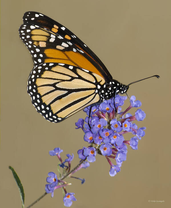 Butterfly Art Print featuring the photograph Monarch by Vickie Szumigala