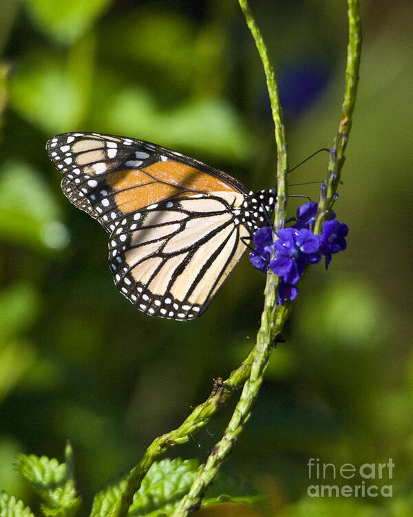 Monark Butterfly Art Print featuring the photograph Monark Butterfly No.1 by John Greco
