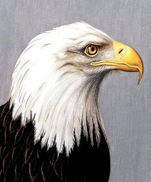 Bald Eagle Art Print featuring the drawing Mr. Lewis by Danielle R T Haney