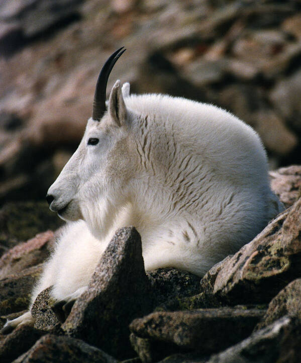 Mountain Goat Art Print featuring the photograph Mt Evans Mountian Goat by Robert Lozen