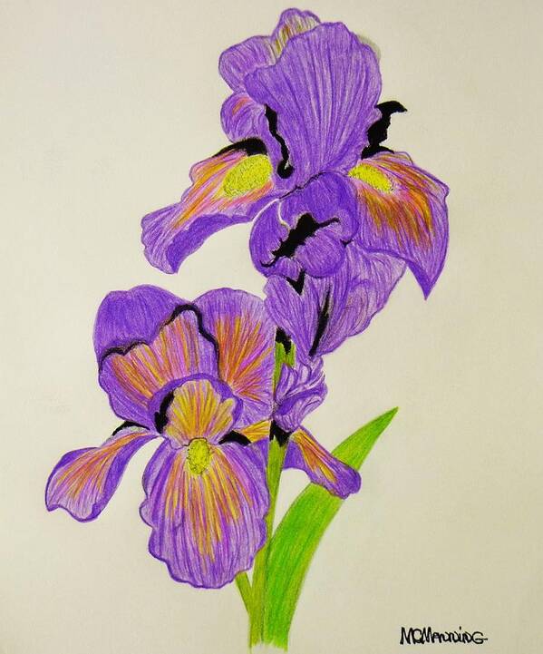 Purple Iris Colored Pencil Prints Art Print featuring the drawing My Sweet Iris by Celeste Manning