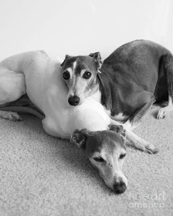 Greyhounds Art Print featuring the photograph Napping Greyhounds by Kate Sumners